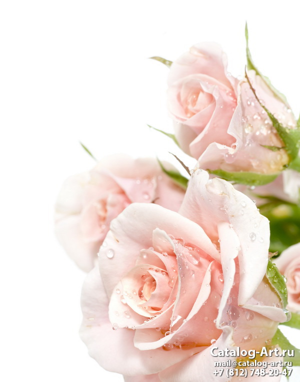 Pink roses 16
